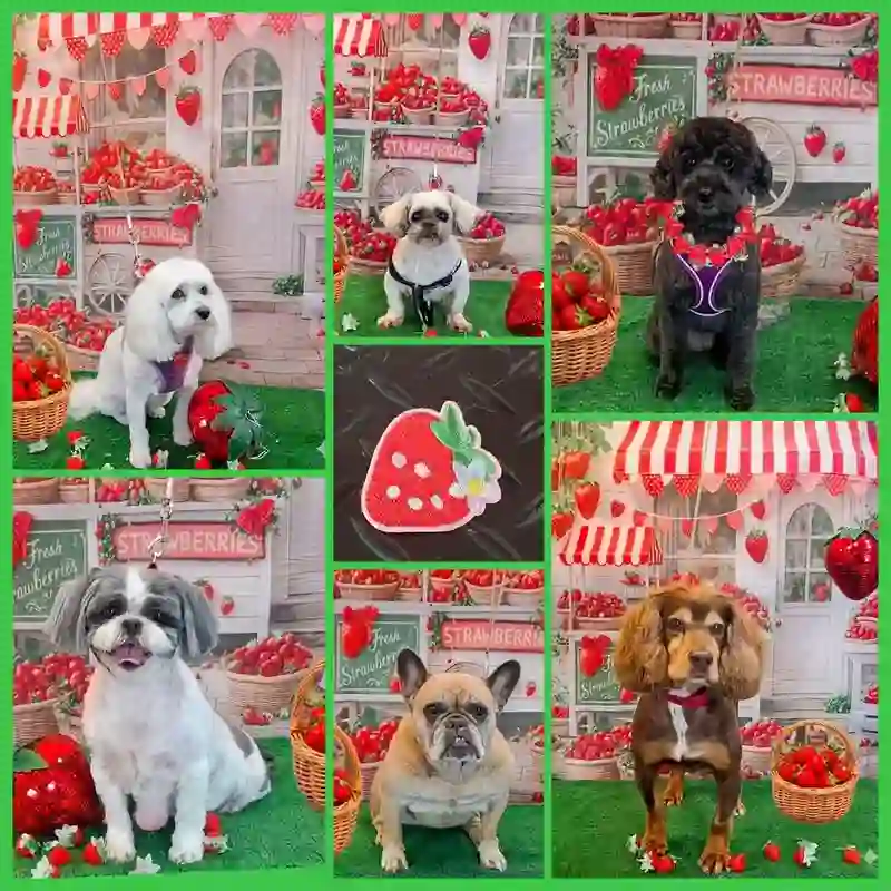 Groomed dogs in a strawberry themed photoshoot