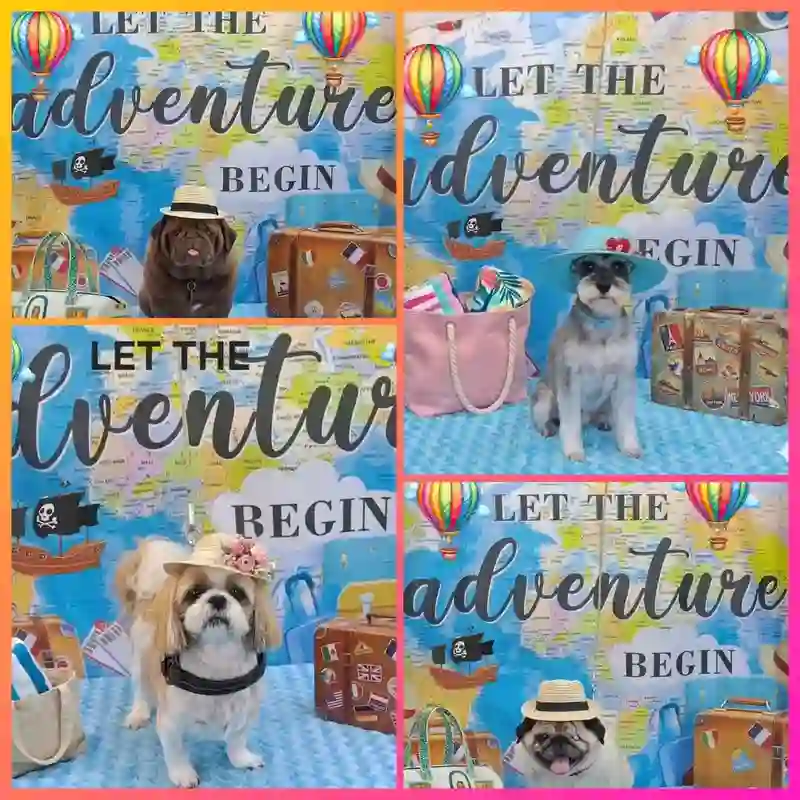 Groomed dogs in a travel adventure themed photoshoot