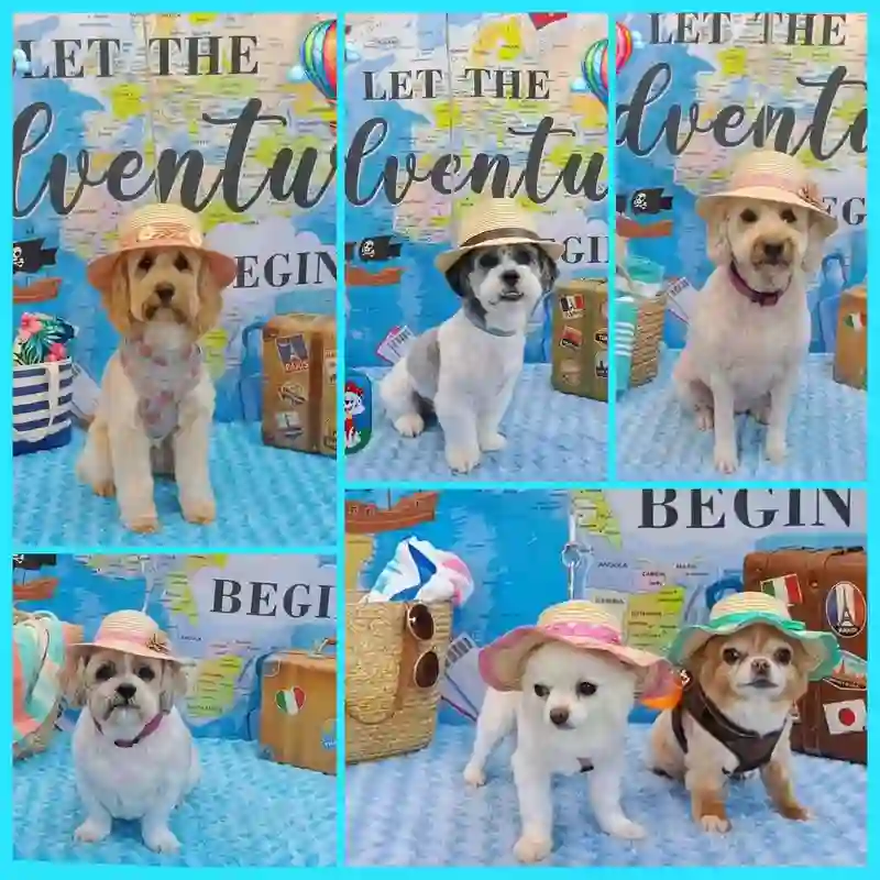 Smartly groomed dogs in sun hats