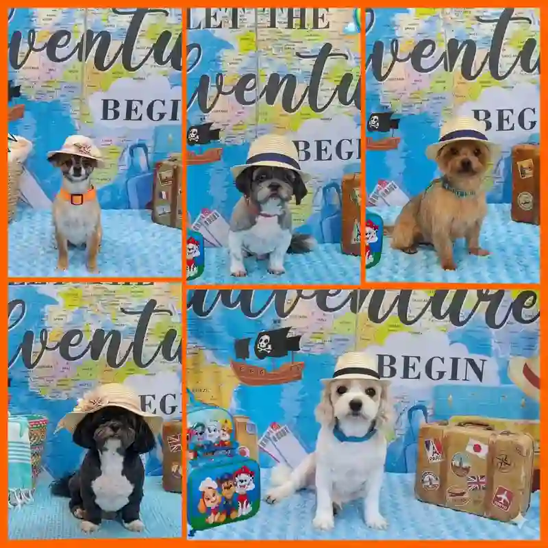 Cute groomed dogs in themed outfits