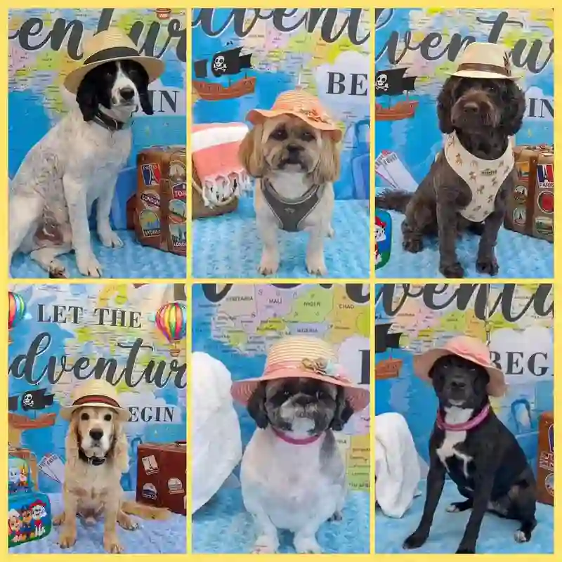 Happy groomed dogs at Bee Top Dog