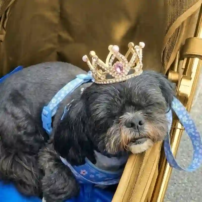 Freshly groomed dog wearing a little tiara