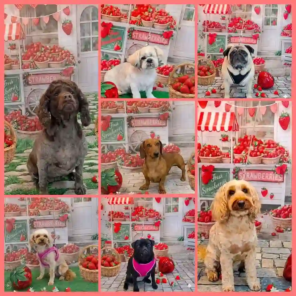 A collage of freshly groomed dogs at Bee Top Dog in Ashton-under-Lyne